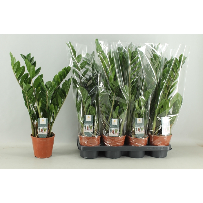 <h4>ZAMIO ZAMIIFOLIA</h4>