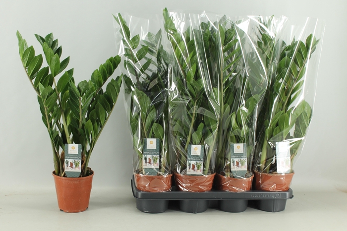 <h4>Zamio Zamiifolia</h4>