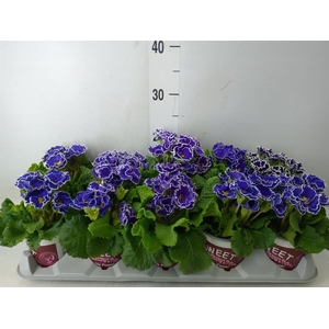 Primula ac. 'Sirococco Blue'
