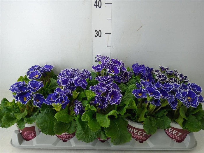 <h4>Primula ac. 'Sirococco Blue'</h4>