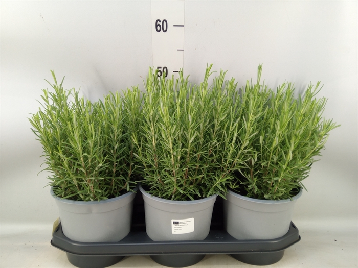 <h4>Rosmarinus officinalis   ...</h4>