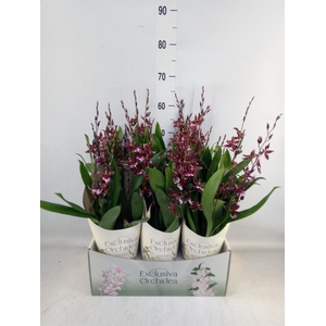 Burrageara 'Barrocco Red'