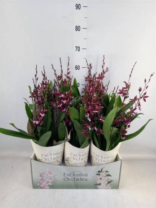 <h4>Burrageara  'Barrocco Red'</h4>