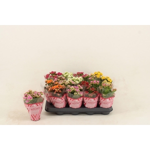 Kalanchoe gevuld gemengd 5klr.