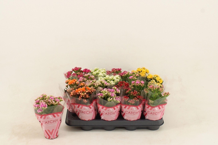 <h4>Kalanchoe gevuld gemengd 5klr.</h4>