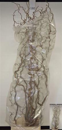 <h4>Corylus Av Contorta</h4>