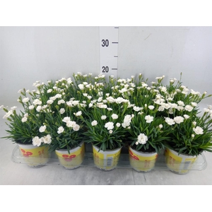 Dianthus allw. 'Lucky Lips Lisa'