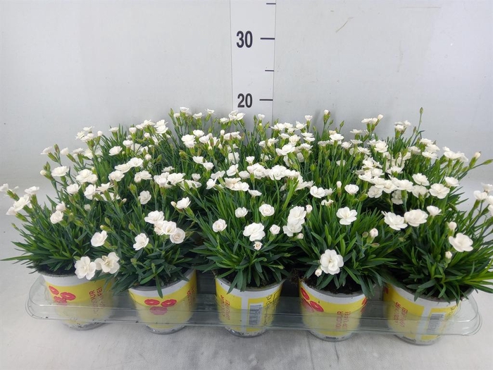 <h4>Dianthus allw. 'Lucky Lips Lisa'</h4>