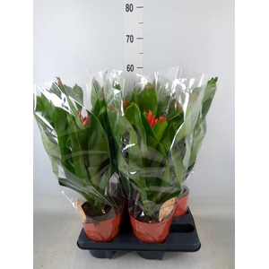 Aechmea  'Rozanne Elegant Red'