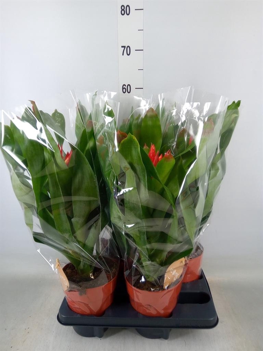 <h4>Aechmea 'Rozanne Elegant Red'</h4>