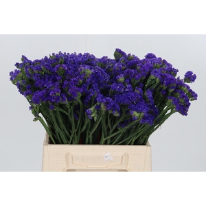 Statice Crystal Dark Blue