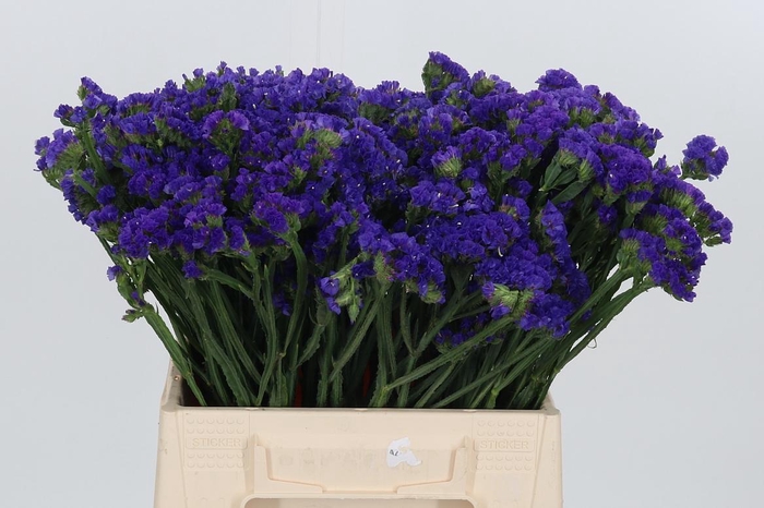 <h4>Statice Crystal Dark Blue</h4>
