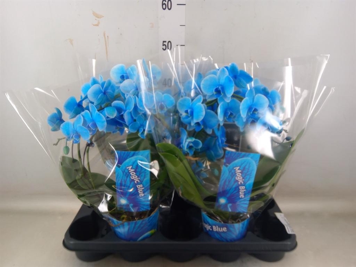 <h4>Phalaenopsis ...</h4>