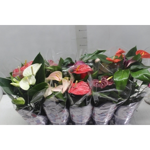 ANTHURIUM VARIADO P12