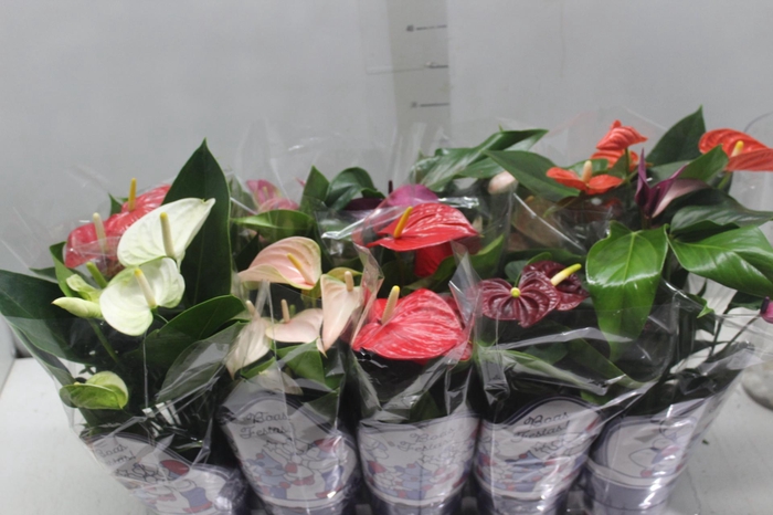 <h4>ANTHURIUM VARIADO P12</h4>