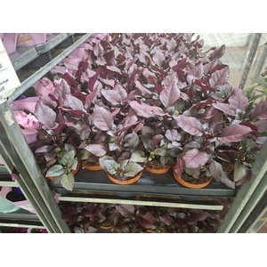 Alternanthera Purple Knight