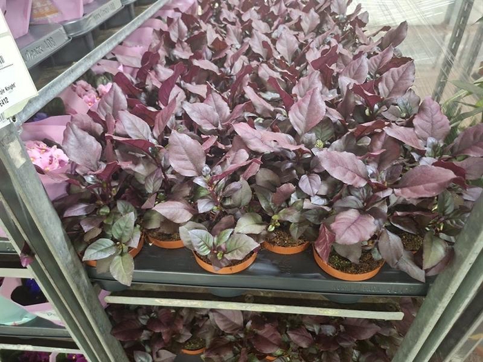 <h4>Alternanthera Purple Knight</h4>