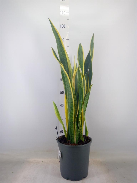 <h4>Sansevieria trifa. 'Laurentii'</h4>