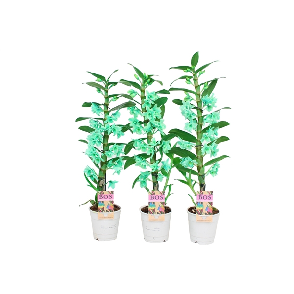 <h4>Dendrobium Nobile, Colour 1-tak Green (inject)</h4>