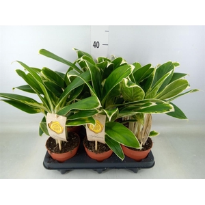 Aglaonema  'White Lime'