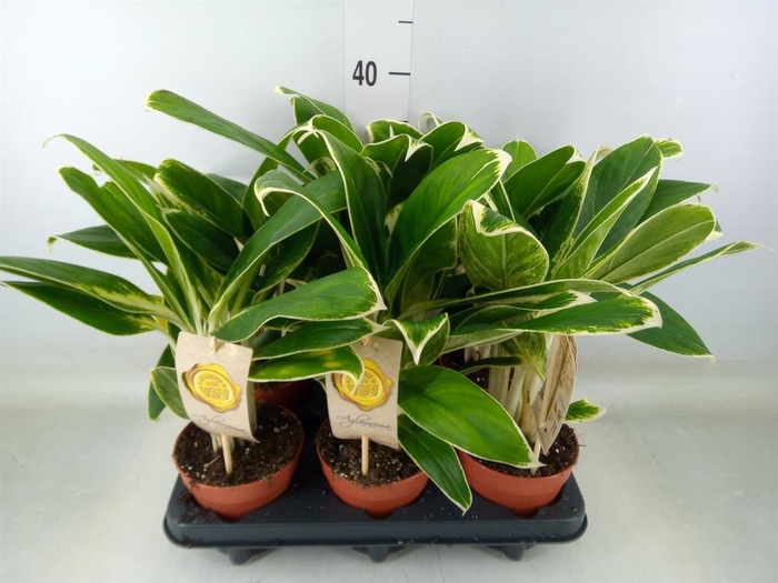 <h4>Aglaonema  'White Lime'</h4>