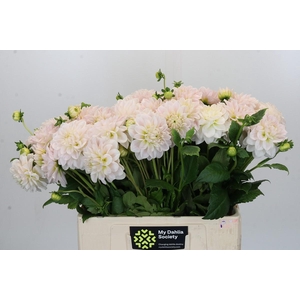 Dahlia Silver Antique