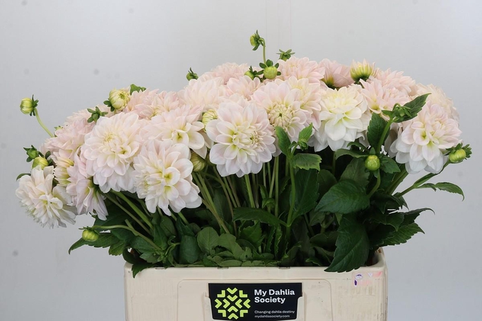 <h4>Dahlia Silver Antique</h4>