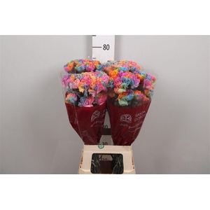 Di St Klbh% Rainbow