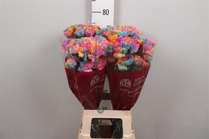 <h4>Di St Klbh% Rainbow</h4>