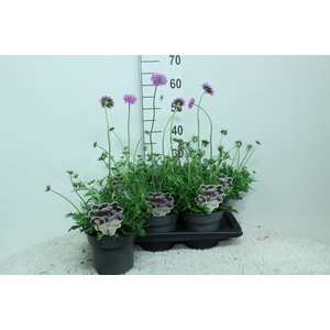 Scabiosa columb. 'Pink Mist'