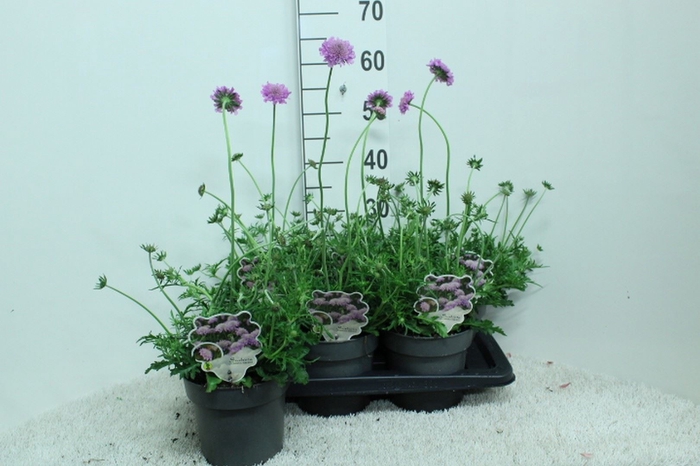 <h4>Scabiosa columb. 'Pink Mist'</h4>