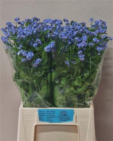 <h4>Myos Al Blue Memory</h4>