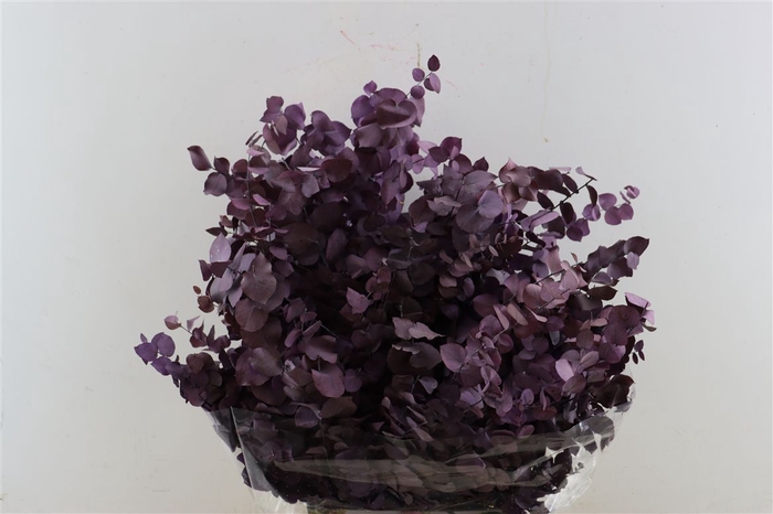 <h4>Pres Euca Stuartiana Milka Bunch</h4>