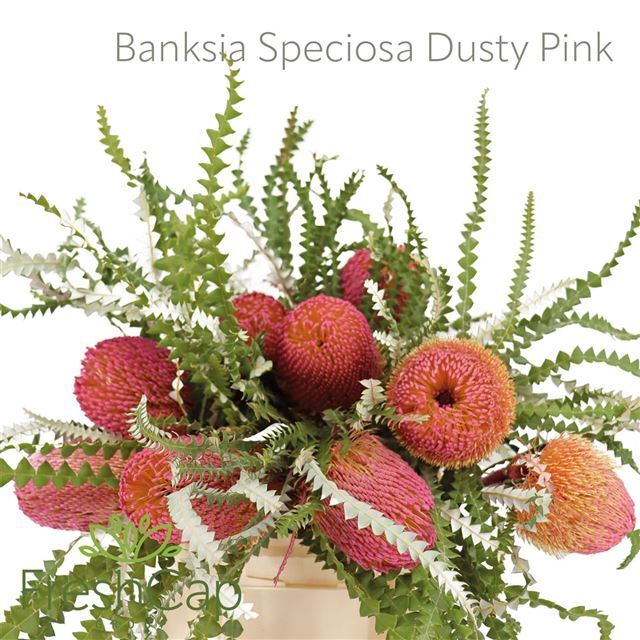 <h4>BANKSIA SPEC KLB H%</h4>