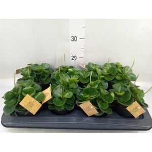 Peperomia obt. 'Obtipan'