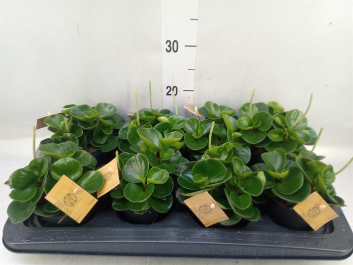 <h4>Peperomia obt. 'Obtipan'</h4>