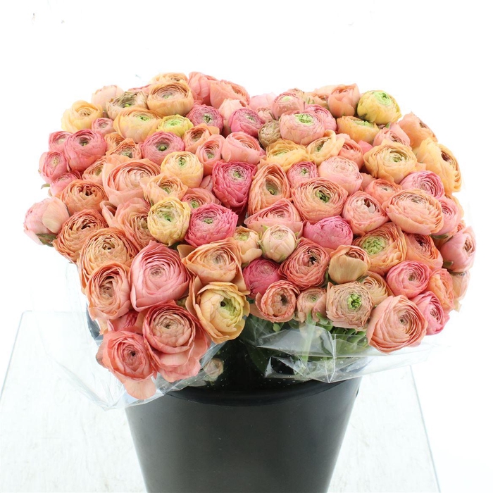 <h4>Ran El Sr Salmon Extra</h4>