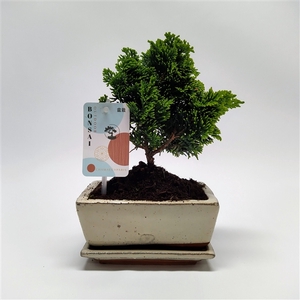 Chamaecyparis Bonsai 'Traditional' 15 cm