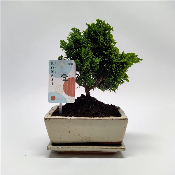 <h4>Chamaecyparis Bonsai 'Traditional' 15 cm</h4>