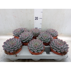Echeveria  'Hercules'