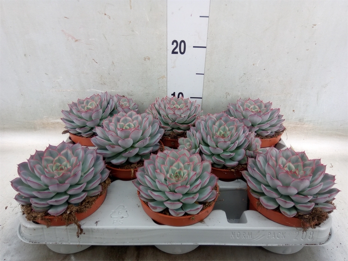 <h4>Echeveria  'Hercules'</h4>