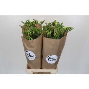 Freesia One XXL White