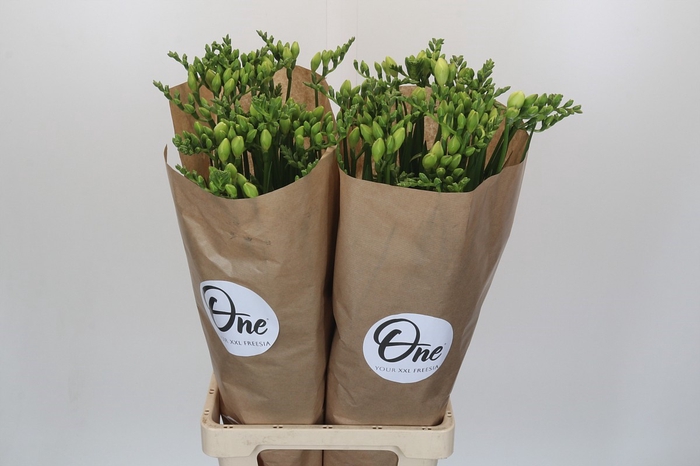 Freesia One XXL White