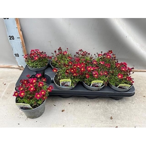 SAXIF AR TOUR DP RED