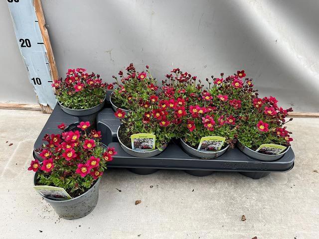 <h4>SAXIF AR TOUR DP RED</h4>