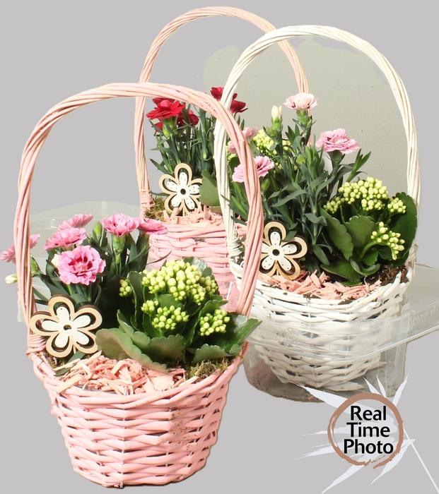 <h4>ARR TUINPLANTEN</h4>