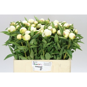 Paeonia Duchesse D Nemo