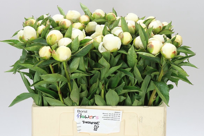 <h4>Paeonia Duchesse D Nemo</h4>