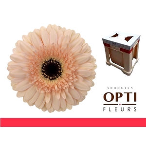 Gerbera Cafe del Mar Water