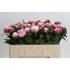 Paeonia Sarah Bernhardt